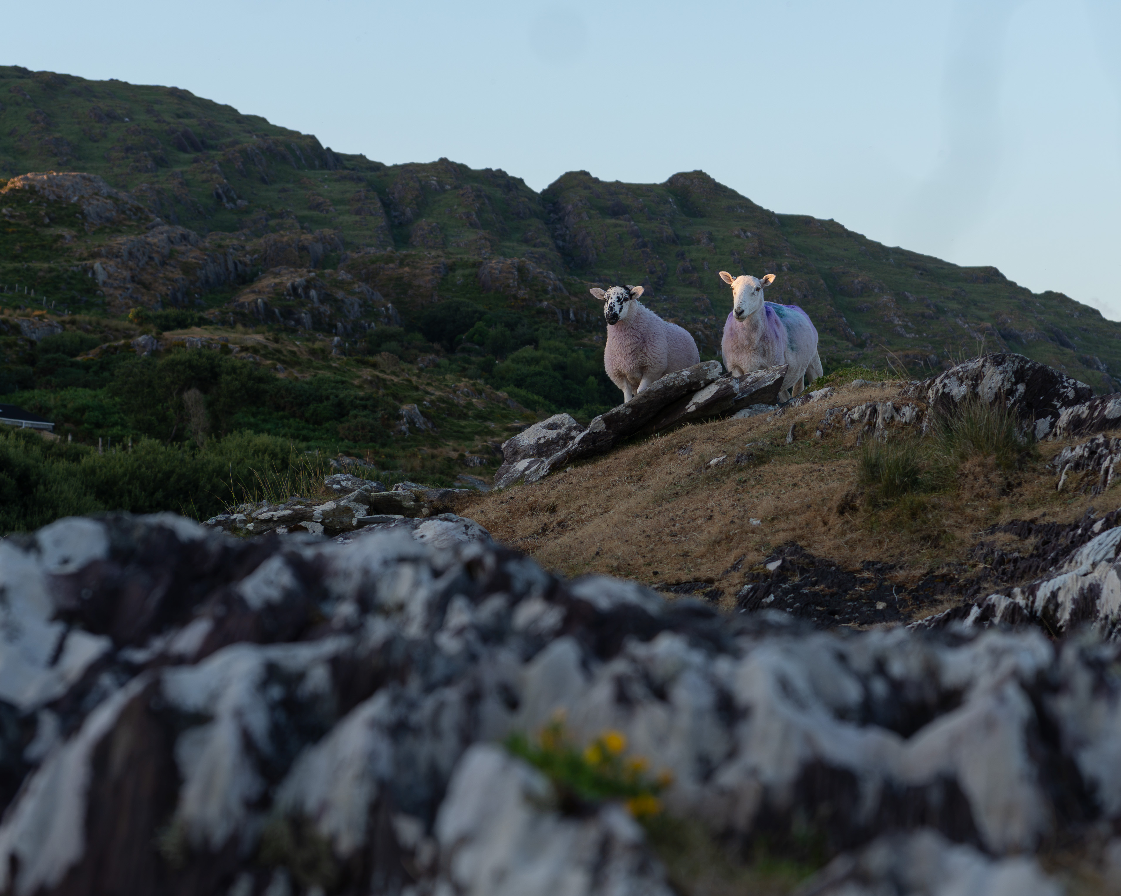 Sheep purched on a rock